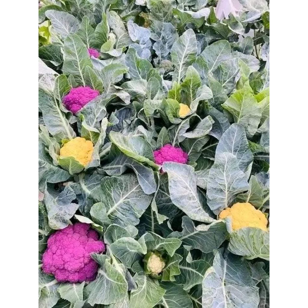 Hạt Giống SupLo Mix Nhiều Màu Đẹp 💯 Bông Lớn♥️ Hàng F1 Năng Suất Cao