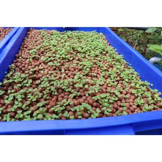 Hạt Đất Nung Clayball Đất Sét Nung Sỏi Nhẹ TRồng Lan Giá Trồng Rau