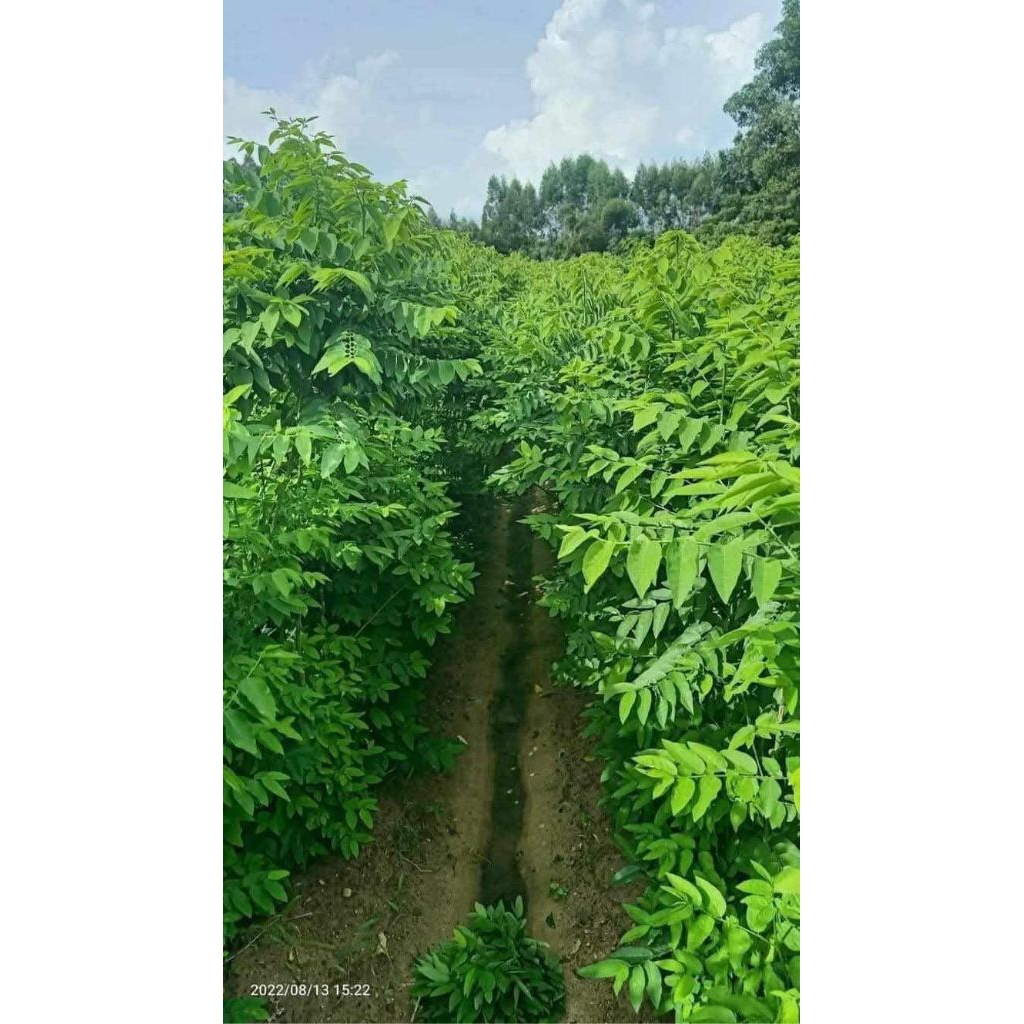ComBo Bầu Giống Cây Rau Ngót Ta♥️ Lâu Năm Cực Khoẻ