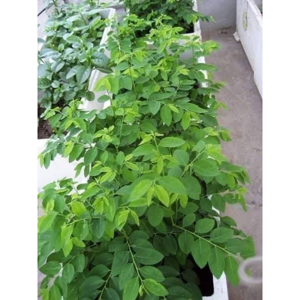 ComBo Bầu Giống Cây Rau Ngót Ta♥️ Lâu Năm Cực Khoẻ
