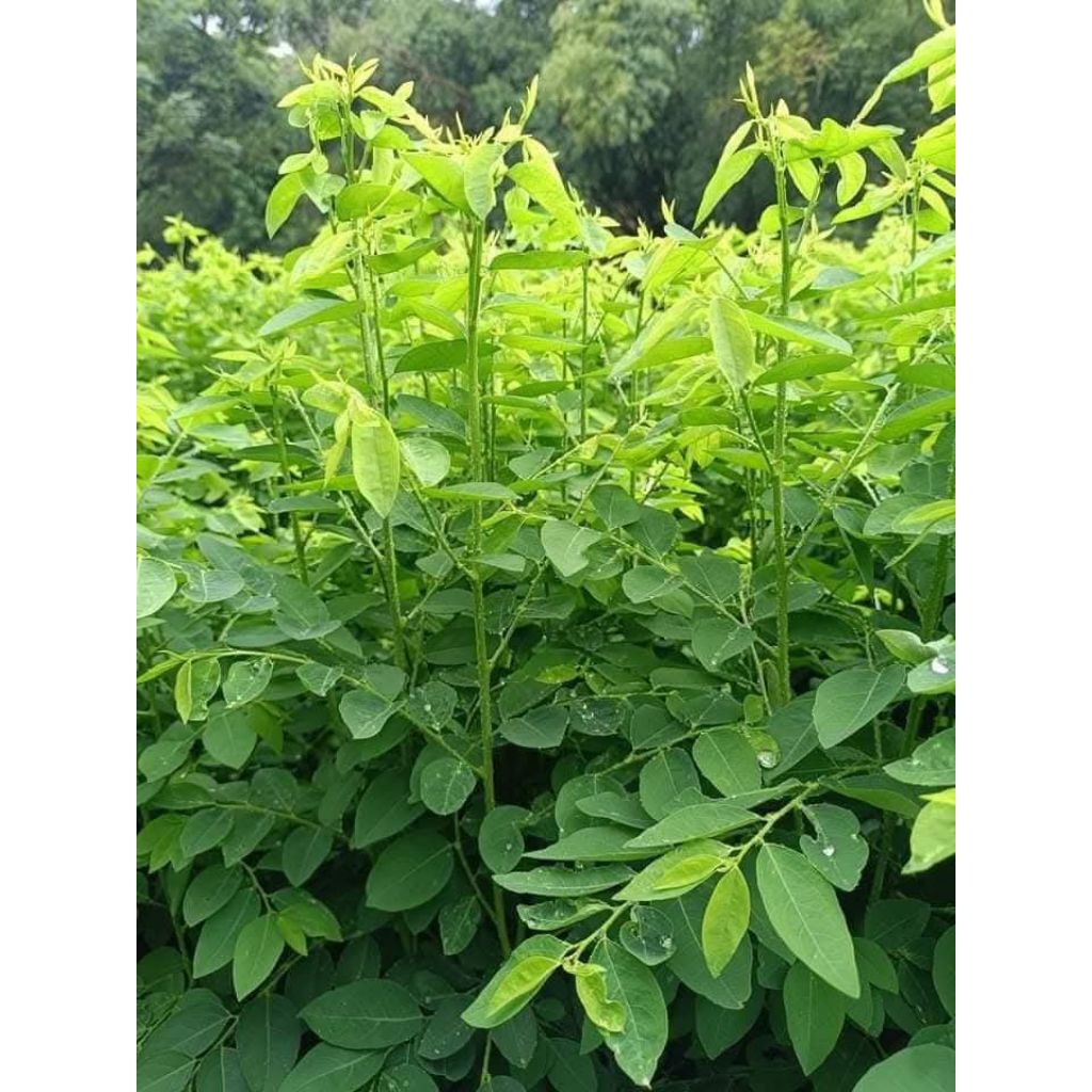 ComBo Bầu Giống Cây Rau Ngót Ta♥️ Lâu Năm Cực Khoẻ