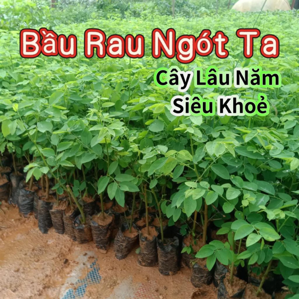 ComBo Bầu Giống Cây Rau Ngót Ta♥️ Lâu Năm Cực Khoẻ