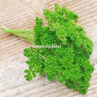 2 Gram - Hạt Giống Ngò Tây Siêu Xoăn Phương Nam