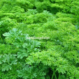 2 Gram - Hạt Giống Ngò Tây Siêu Xoăn Phương Nam