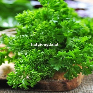 2 Gram - Hạt Giống Ngò Tây Siêu Xoăn Phương Nam