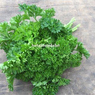 2 Gram - Hạt Giống Ngò Tây Siêu Xoăn Phương Nam