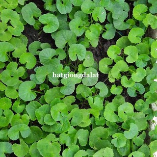 1.5 Gram - Hạt Giống Rau Má Phương Nam