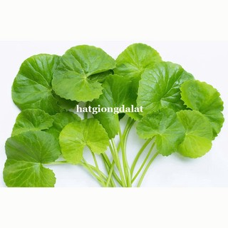 1.5 Gram - Hạt Giống Rau Má Phương Nam