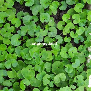 1.5 Gram - Hạt Giống Rau Má Phương Nam