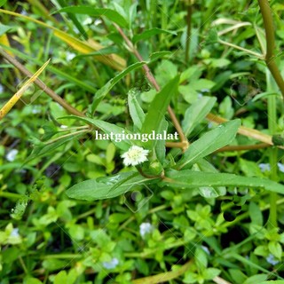 50 Hạt - Hạt Giống  Cỏ Mực Nhọ Nồi Phương Nam