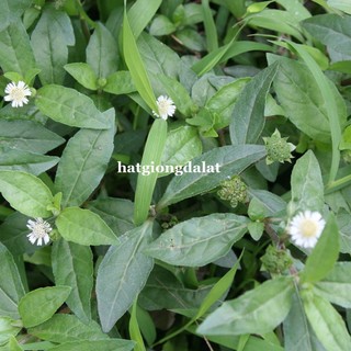 50 Hạt - Hạt Giống  Cỏ Mực Nhọ Nồi Phương Nam