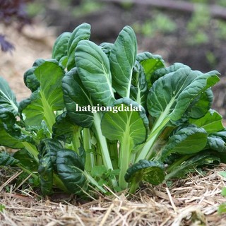 5 Gram - Hạt Giống Cải Hoa Hồng Phương Nam