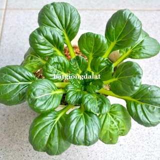 5 Gram - Hạt Giống Cải Hoa Hồng Phương Nam