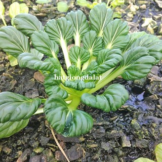 5 Gram - Hạt Giống Cải Hoa Hồng Phương Nam