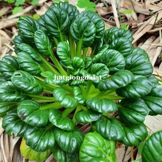 5 Gram - Hạt Giống Cải Hoa Hồng Phương Nam