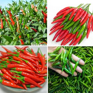 40 Hạt - Hạt Giống  Ớt  Hiểm F1 Phương Nam