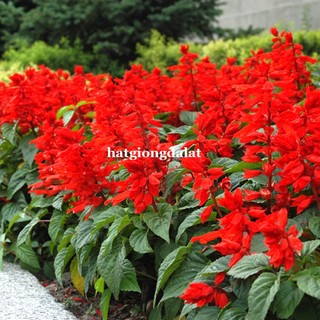 0,5 Gram - Hạt Giống Hoa Xác Pháo Đỏ Phương Nam