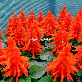 0,5 Gram - Hạt Giống Hoa Xác Pháo Đỏ Phương Nam