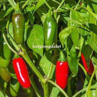 20 Hạt - Hạt Giống Ớt Sai Trái Jalapeno Phương Nam Phương Nam