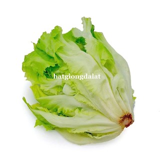 1 Gram - Hạt Giống Xà Lách Giòn Carol Phương Nam