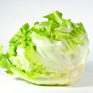1 Gram - Hạt Giống Xà Lách Giòn Carol Phương Nam