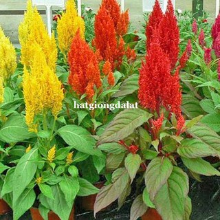 10 Hạt - Hạt Giống Hoa Mào Gà Lửa Lùn F1 Mix Phương Nam