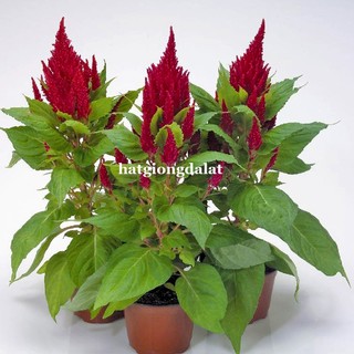 10 Hạt - Hạt Giống Hoa Mào Gà Lửa Lùn F1 Mix Phương Nam