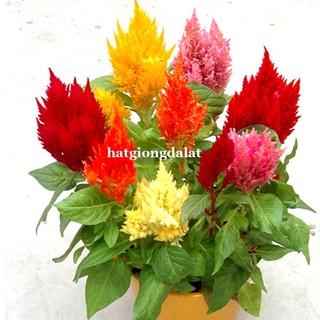 10 Hạt - Hạt Giống Hoa Mào Gà Lửa Lùn F1 Mix Phương Nam