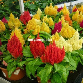 10 Hạt - Hạt Giống Hoa Mào Gà Lửa Lùn F1 Mix Phương Nam