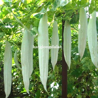 15 Hạt - Hạt Giống Khổ Qua Tây ( Lặc Lầy Trắng ) Phương Nam
