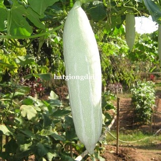 15 Hạt - Hạt Giống Khổ Qua Tây ( Lặc Lầy Trắng ) Phương Nam