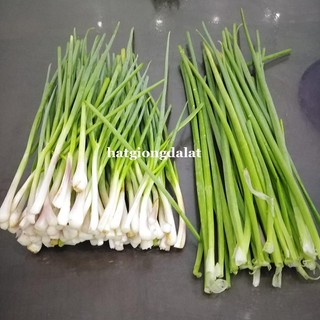 0.5 Gram - Hạt Giống Tỏi Tây(Boa Rô) Phương Nam