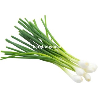 0.5 Gram - Hạt Giống Tỏi Tây(Boa Rô) Phương Nam