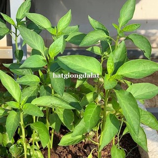 2  Gram -Hạt Giống Thơm Sả( É Trắng) Phương Nam
