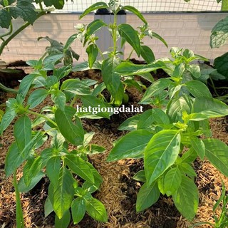 2  Gram -Hạt Giống Thơm Sả( É Trắng) Phương Nam