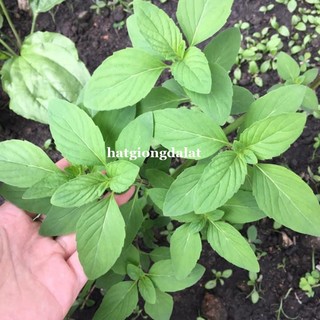 2  Gram -Hạt Giống Thơm Sả( É Trắng) Phương Nam