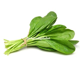 5 Gram - Hạt Giống Cải Bó Xôi Phương Nam
