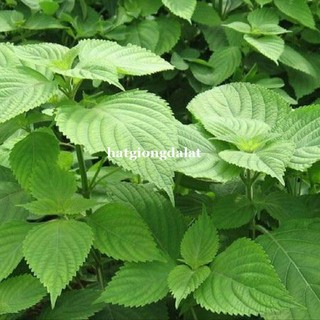 1 Gram - Hạt Giống Kinh Giới Phương Nam