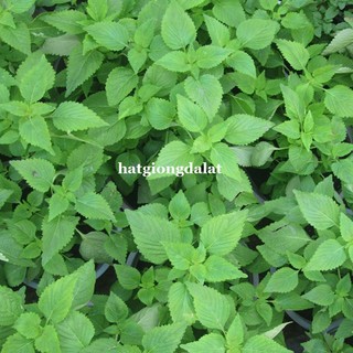 1 Gram - Hạt Giống Kinh Giới Phương Nam