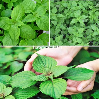 1 Gram - Hạt Giống Kinh Giới Phương Nam