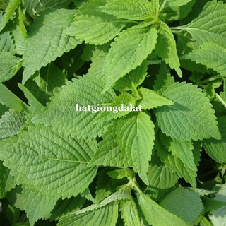 1 Gram - Hạt Giống Kinh Giới Phương Nam