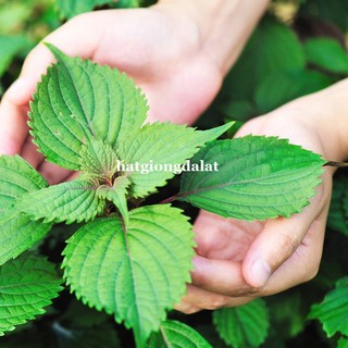1 Gram - Hạt Giống Kinh Giới Phương Nam
