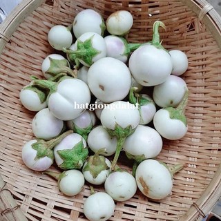 1 Gram - Hạt Giống Cà Pháo Trắng Phương Nam
