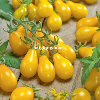 30 Hạt - Hạt Giống Cà Chua Cherry Lê Vàng Phương Nam
