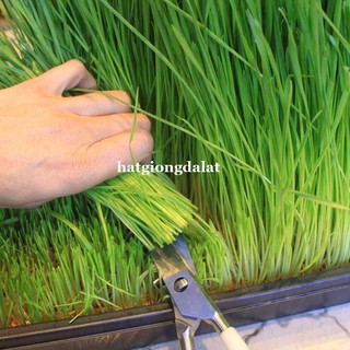 1 Kg - Hạt Giống Lúa Mạch (Lúa Mì / Cỏ Mèo) Phương Nam