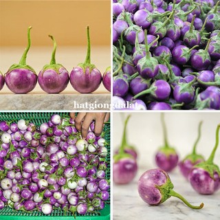 1 Gram - Hạt Giống Cà Pháo Tím Phương Nam