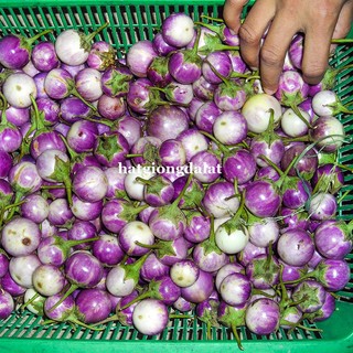 1 Gram - Hạt Giống Cà Pháo Tím Phương Nam