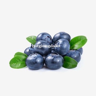 30 Hạt - Hạt Giống Việt Quất Xanh Phương Nam