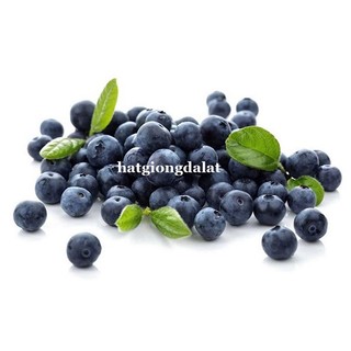 30 Hạt - Hạt Giống Việt Quất Xanh Phương Nam