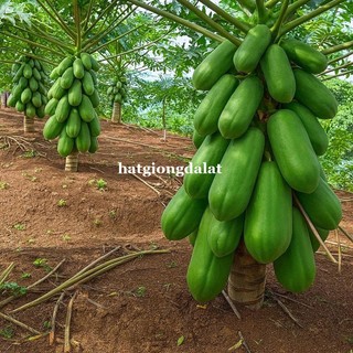 20 Hạt - Hạt Giống Đu Đủ Siêu Lùn Thái Lan Ruột Đỏ Phương Nam